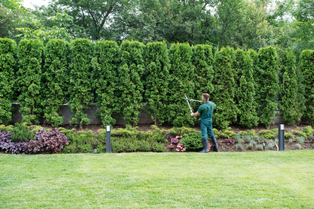 Best Lawn Pest Prevention  in Hollister, MO